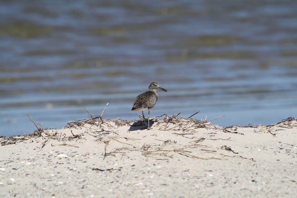 Willet - Greg Lawrence