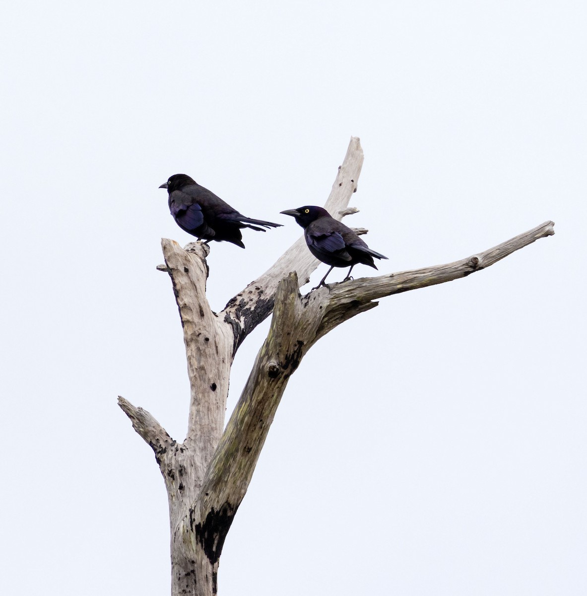 Common Grackle - ML611774006