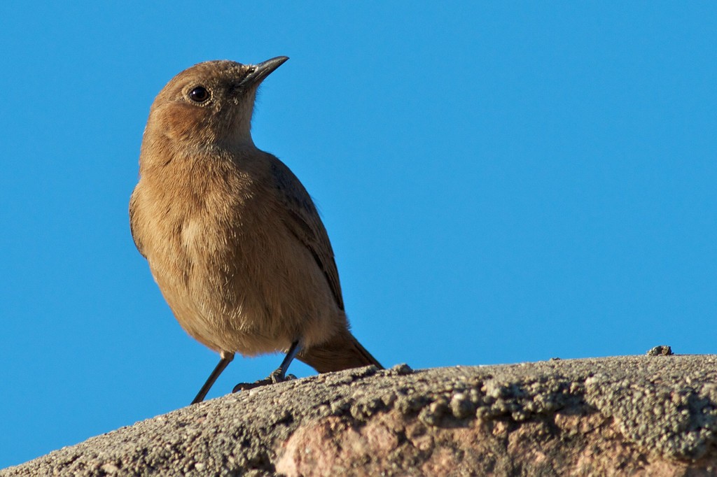 Brown Rock Chat - ML611774013