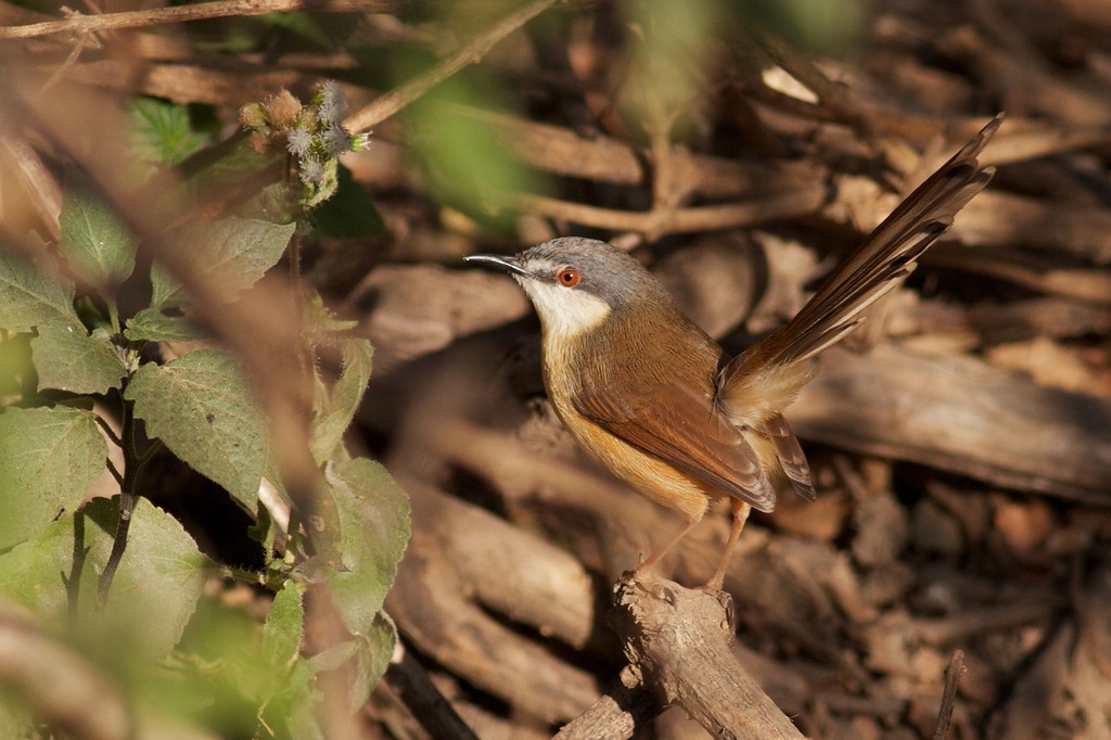 Ashy Prinia - ML611774017