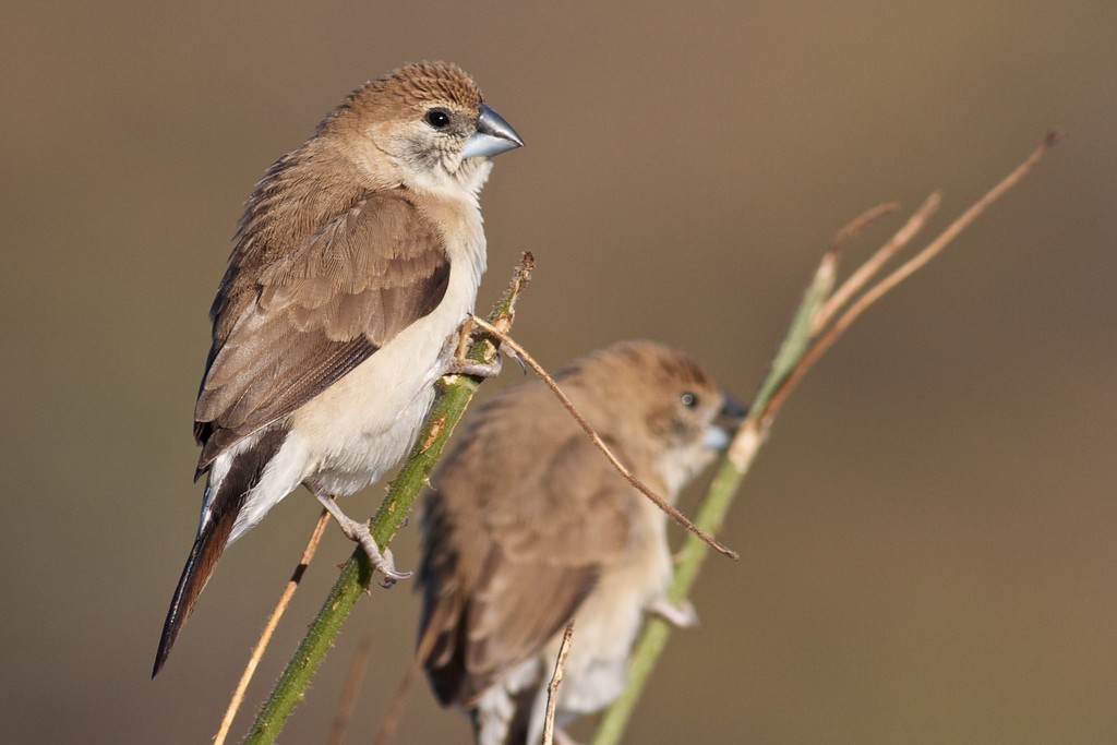 Indian Silverbill - ML611774023