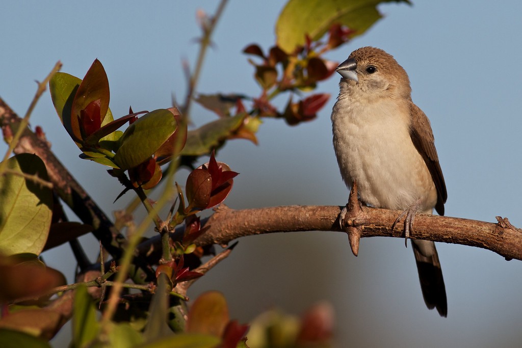 Indian Silverbill - Robert Tizard