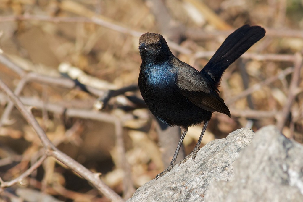 Indian Robin - ML611774071