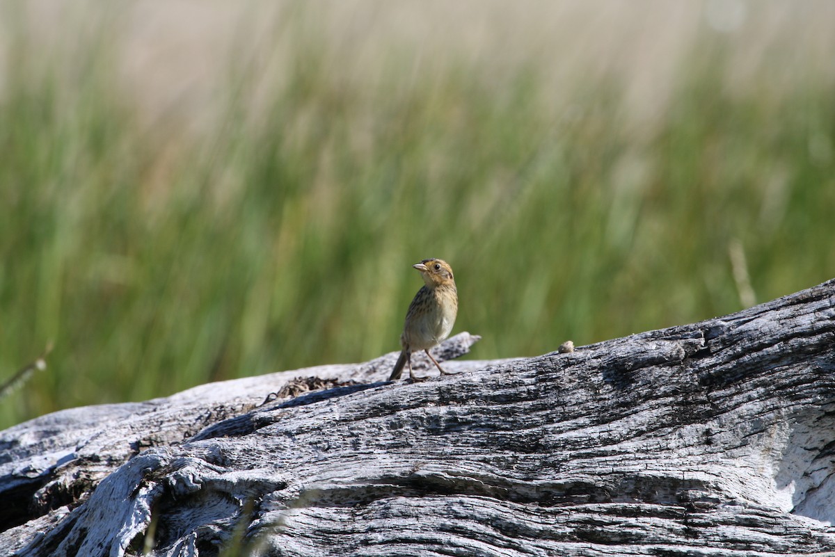 Saltmarsh Sparrow - Greg Lawrence