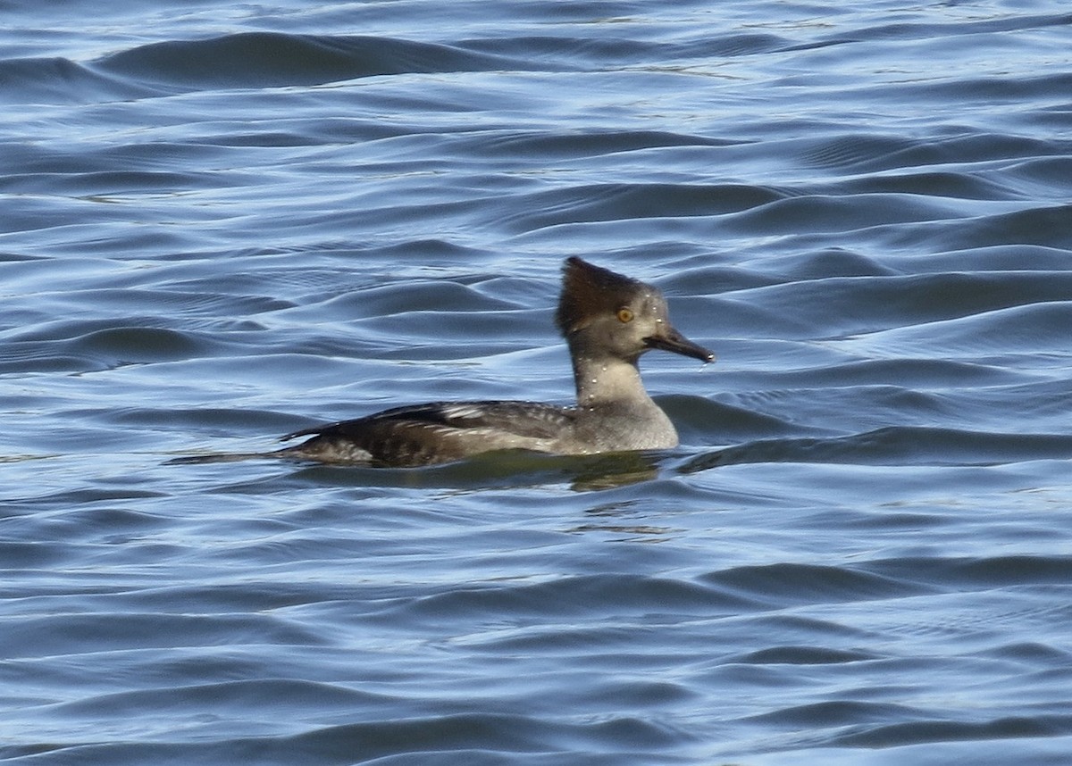 Hooded Merganser - Thomas Wurster