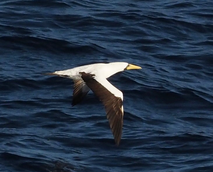 Masked Booby - ML611774144