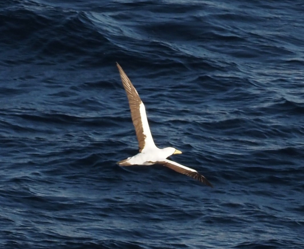 Masked Booby - ML611774147