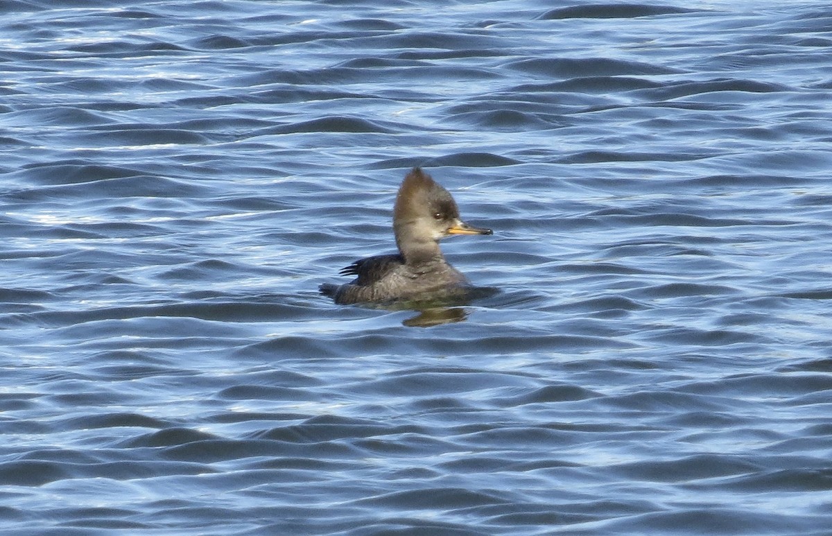 Hooded Merganser - Thomas Wurster