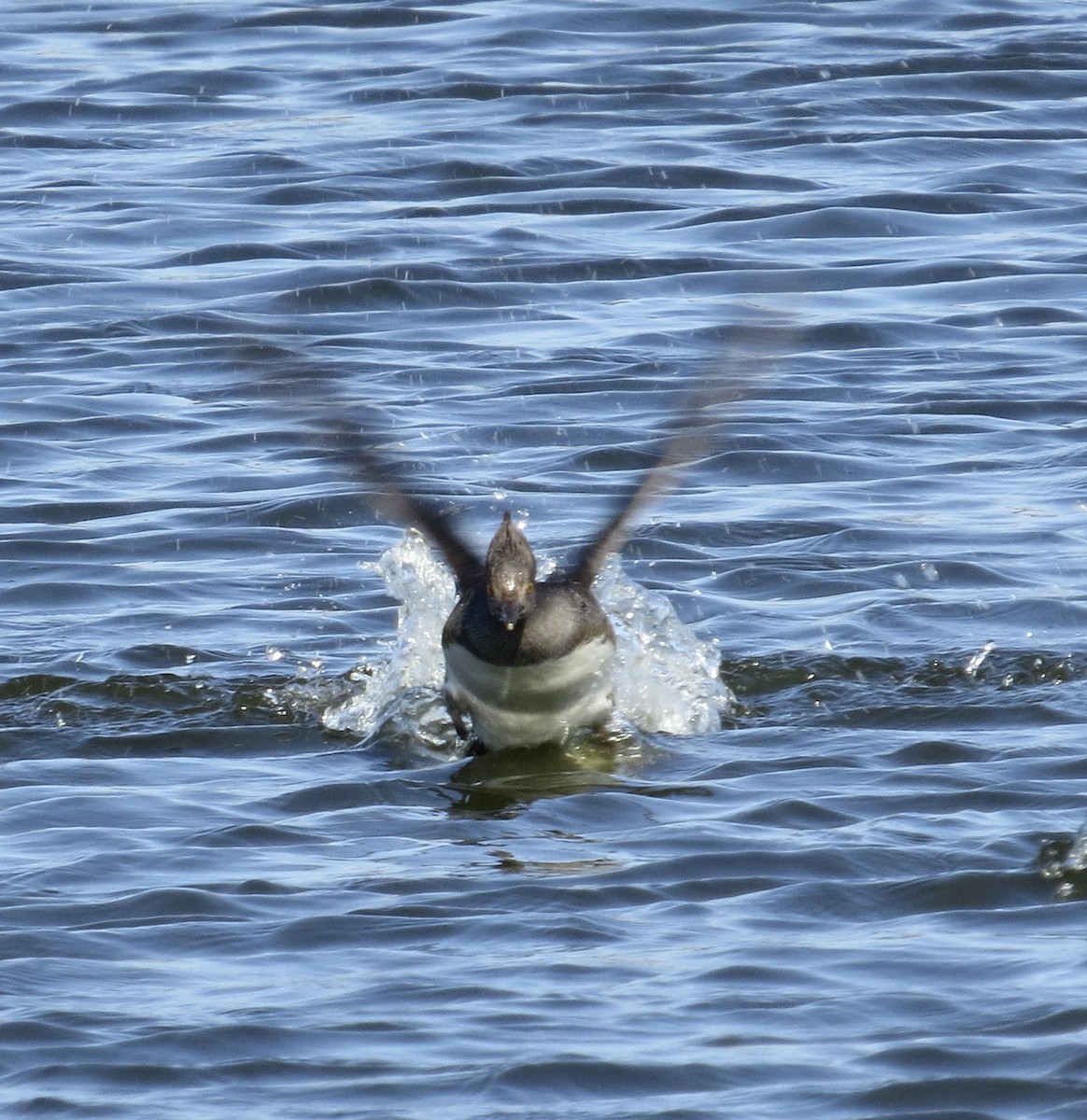 Hooded Merganser - Thomas Wurster