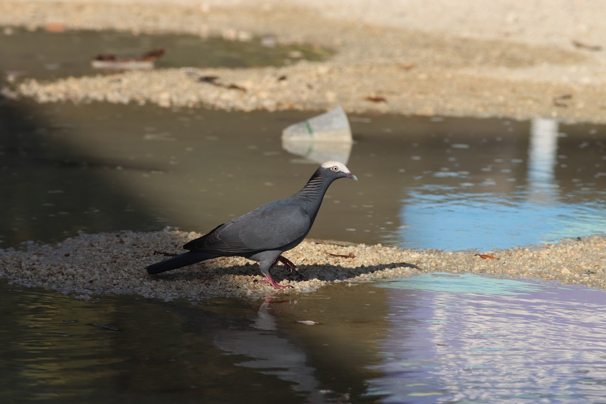 White-crowned Pigeon - Sequoia Wrens