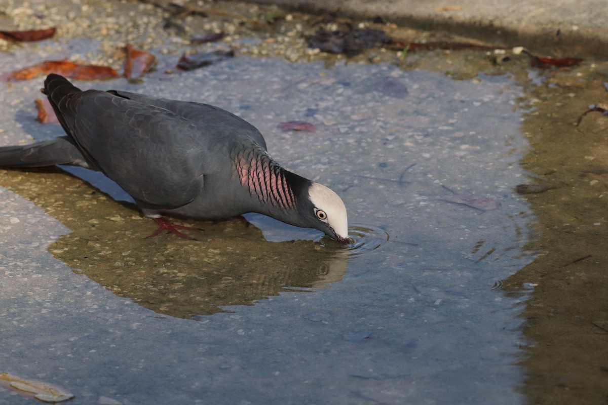 Pigeon à couronne blanche - ML611774226