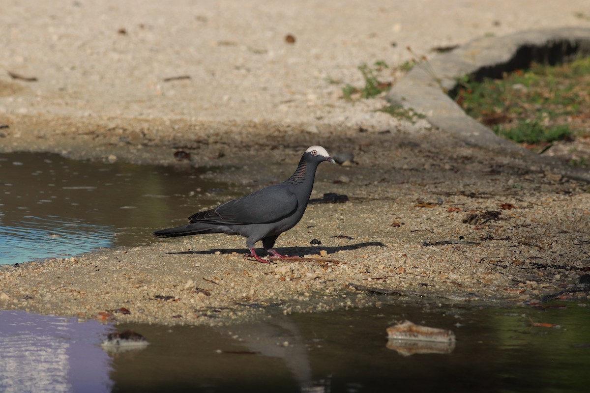 Ak Tepeli Güvercin - ML611774227