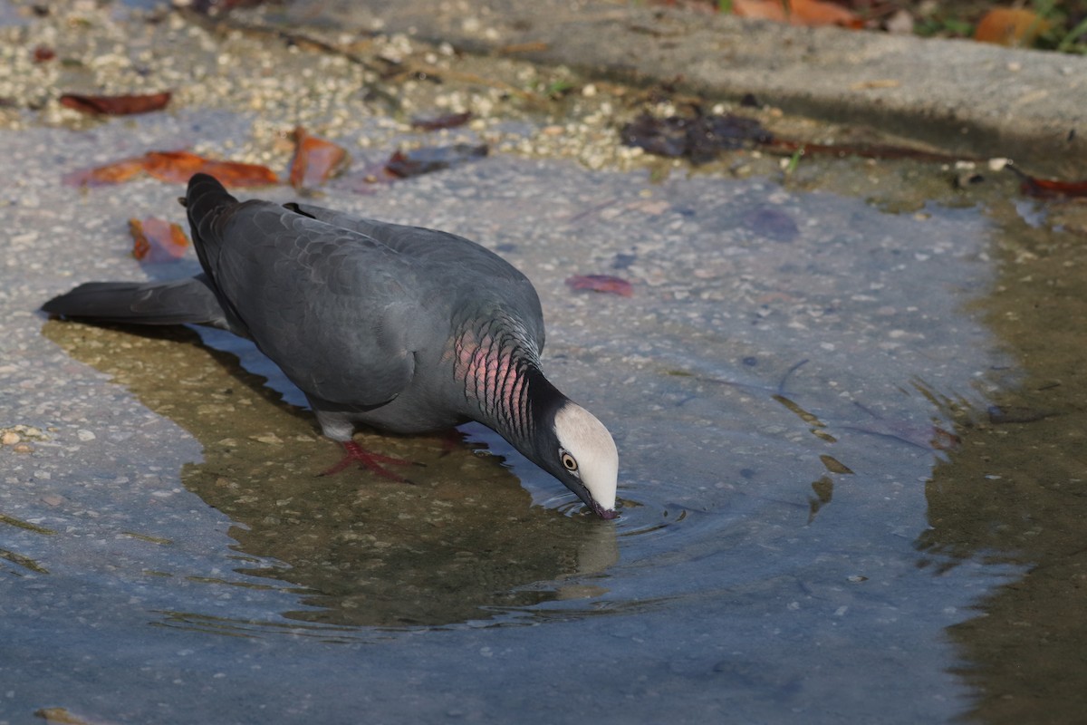 Pigeon à couronne blanche - ML611774228