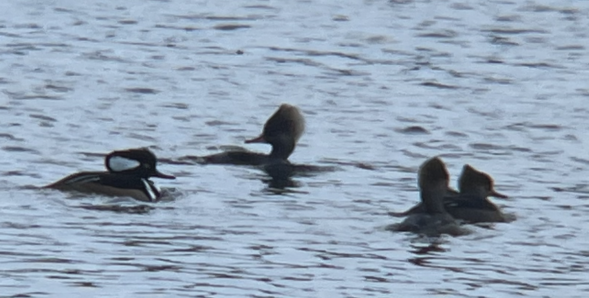 Hooded Merganser - ML611774242