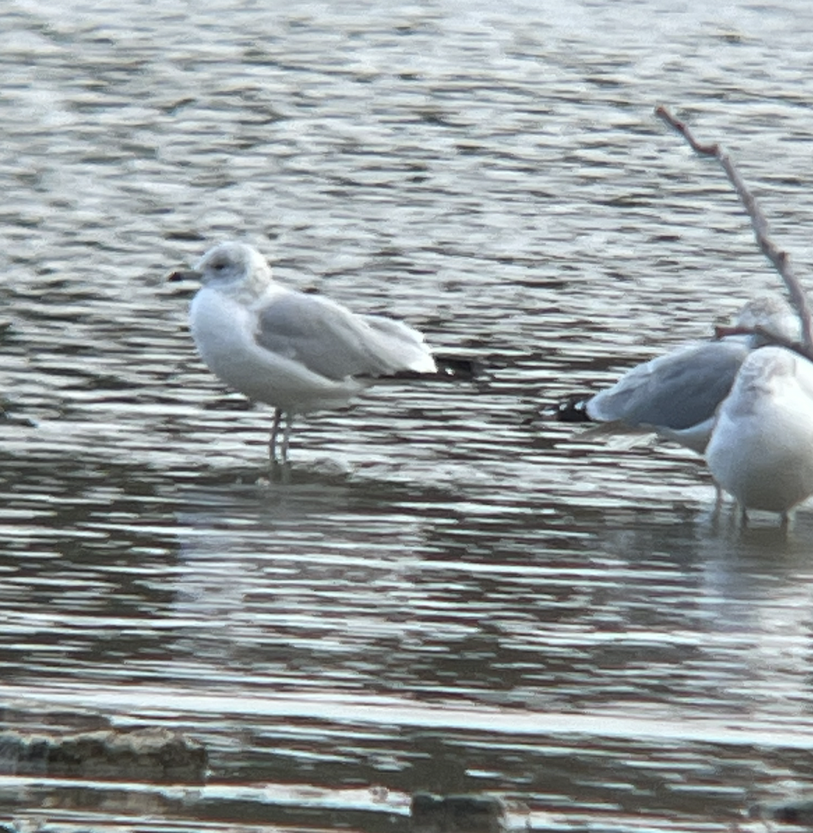 Ring-billed Gull - ML611774255