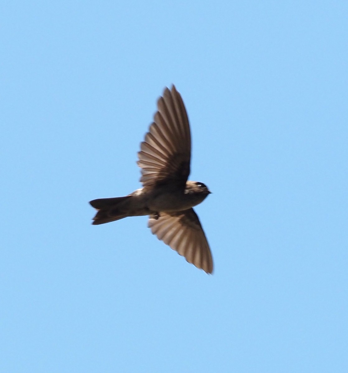 Marquesan Swiftlet - ML611774366