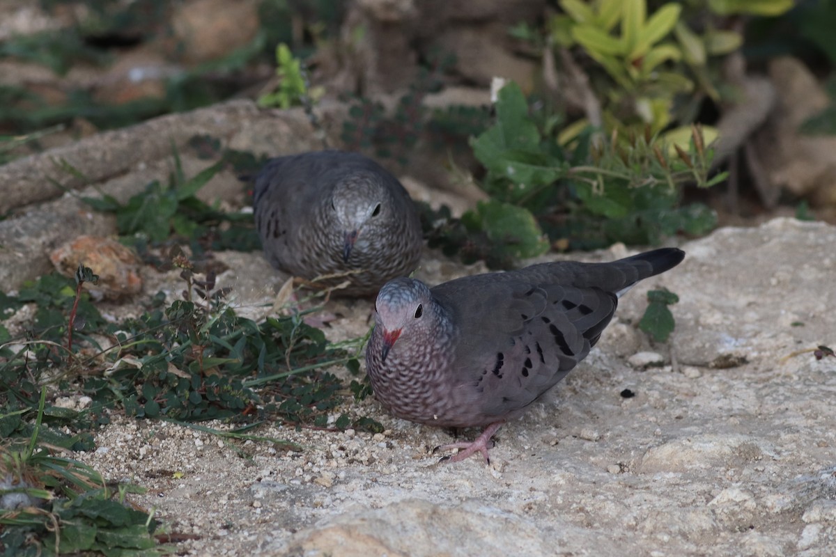 Common Ground Dove - ML611774371