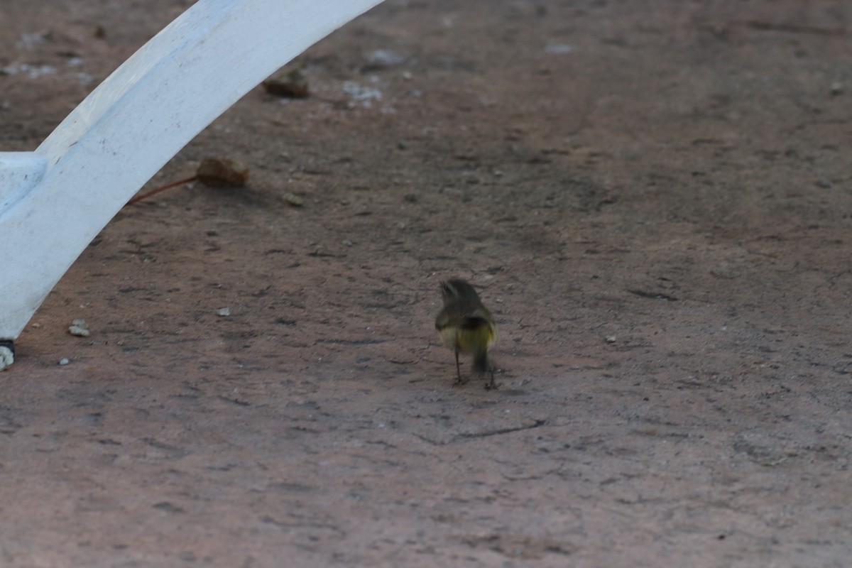 Palm Warbler (Western) - Sequoia Wrens