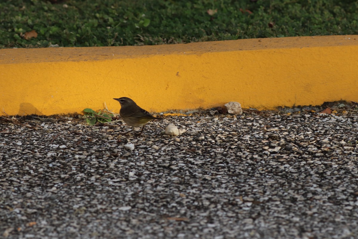 Palm Warbler (Western) - ML611774393