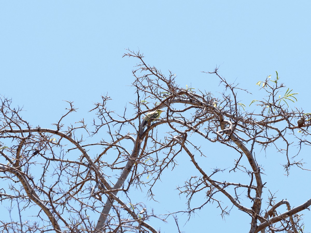 Northern Marquesan Reed Warbler - Rosario Douglas