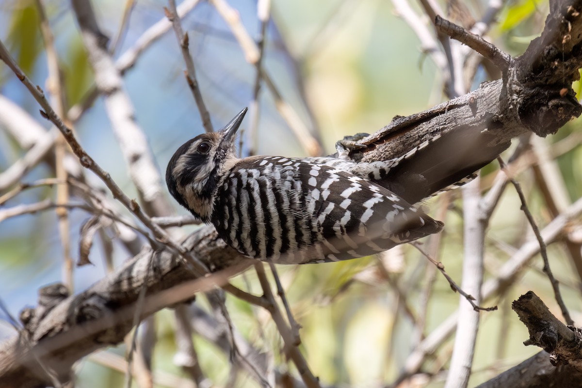 Ladder-backed Woodpecker - Kalpesh Krishna