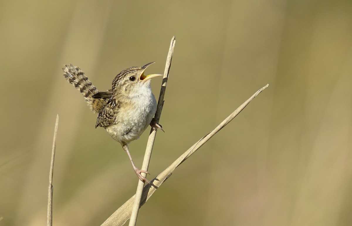 Grass Wren - Adrian Antunez