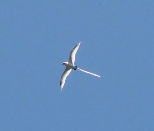White-tailed Tropicbird - ML611774425