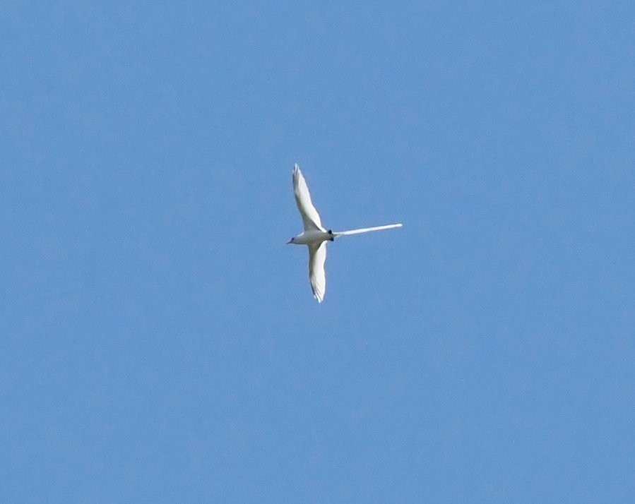 White-tailed Tropicbird - ML611774427