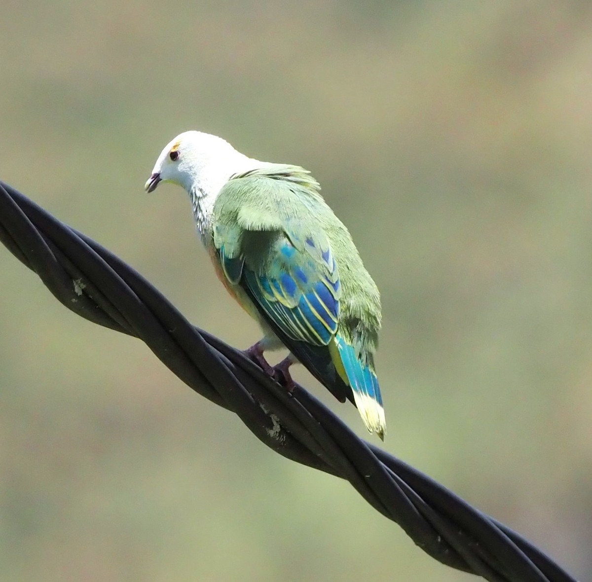 White-capped Fruit-Dove - ML611774428