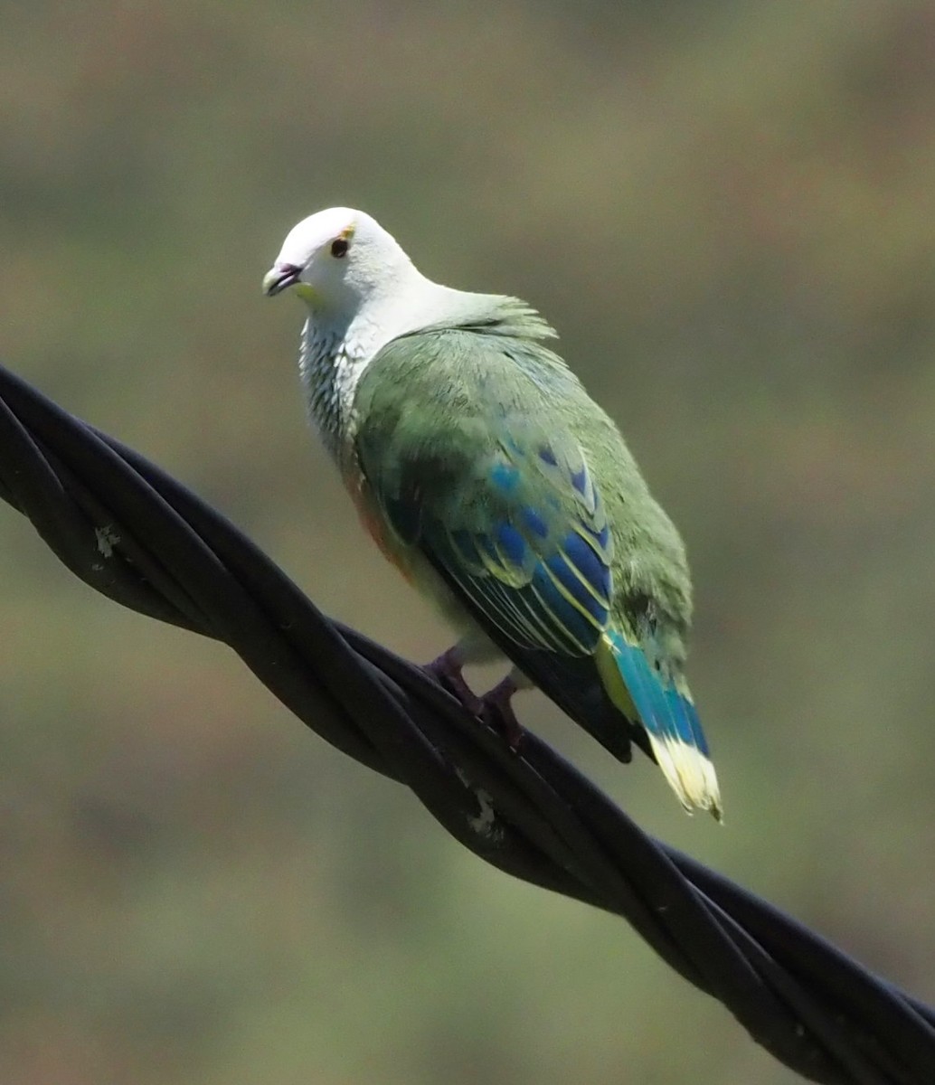 White-capped Fruit-Dove - ML611774430