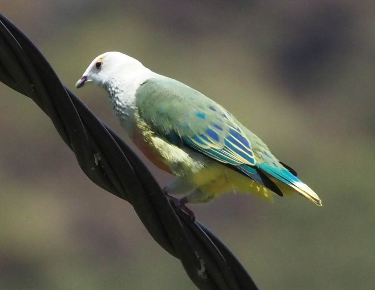 White-capped Fruit-Dove - ML611774431