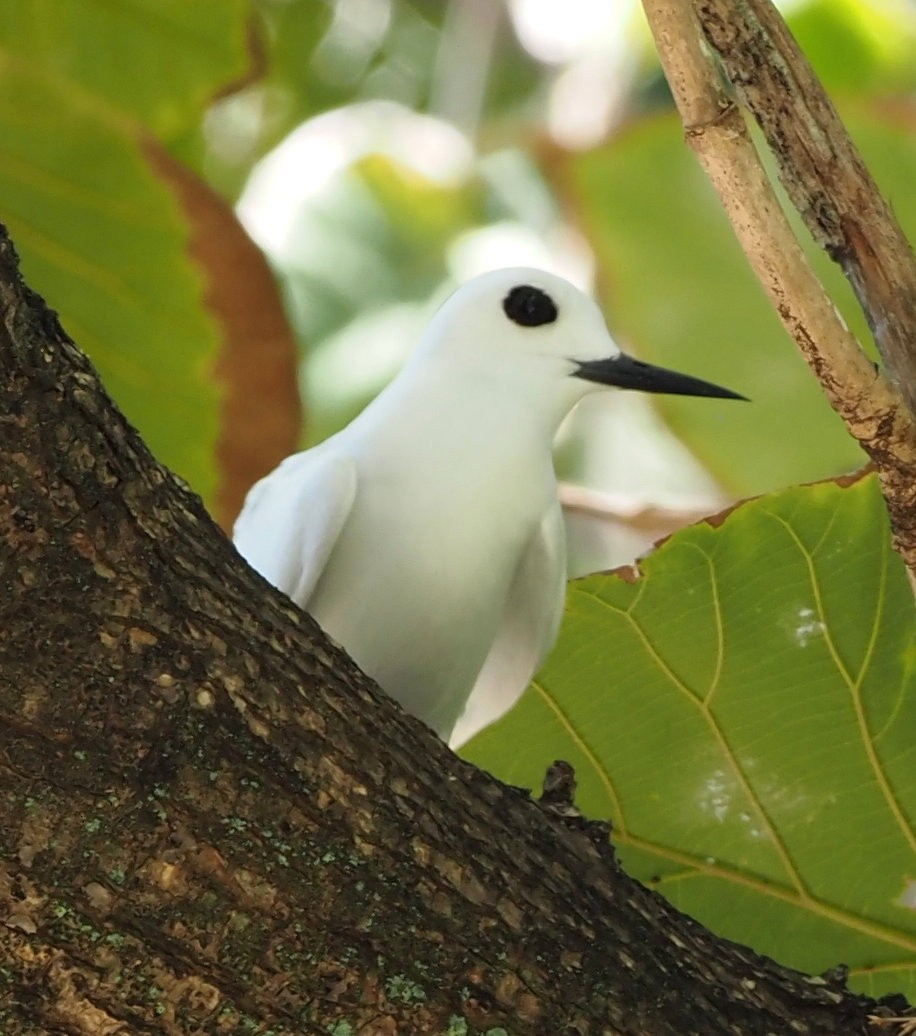 White Tern - Rosario Douglas
