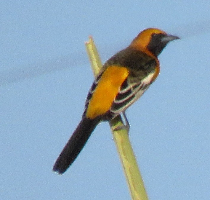 Hooded Oriole - ML611774516