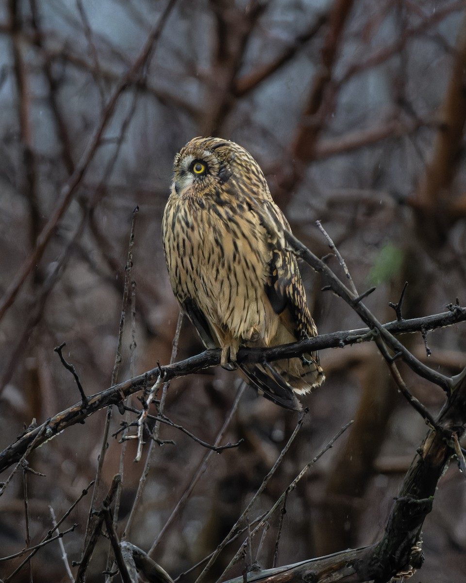 Short-eared Owl - ML611774614