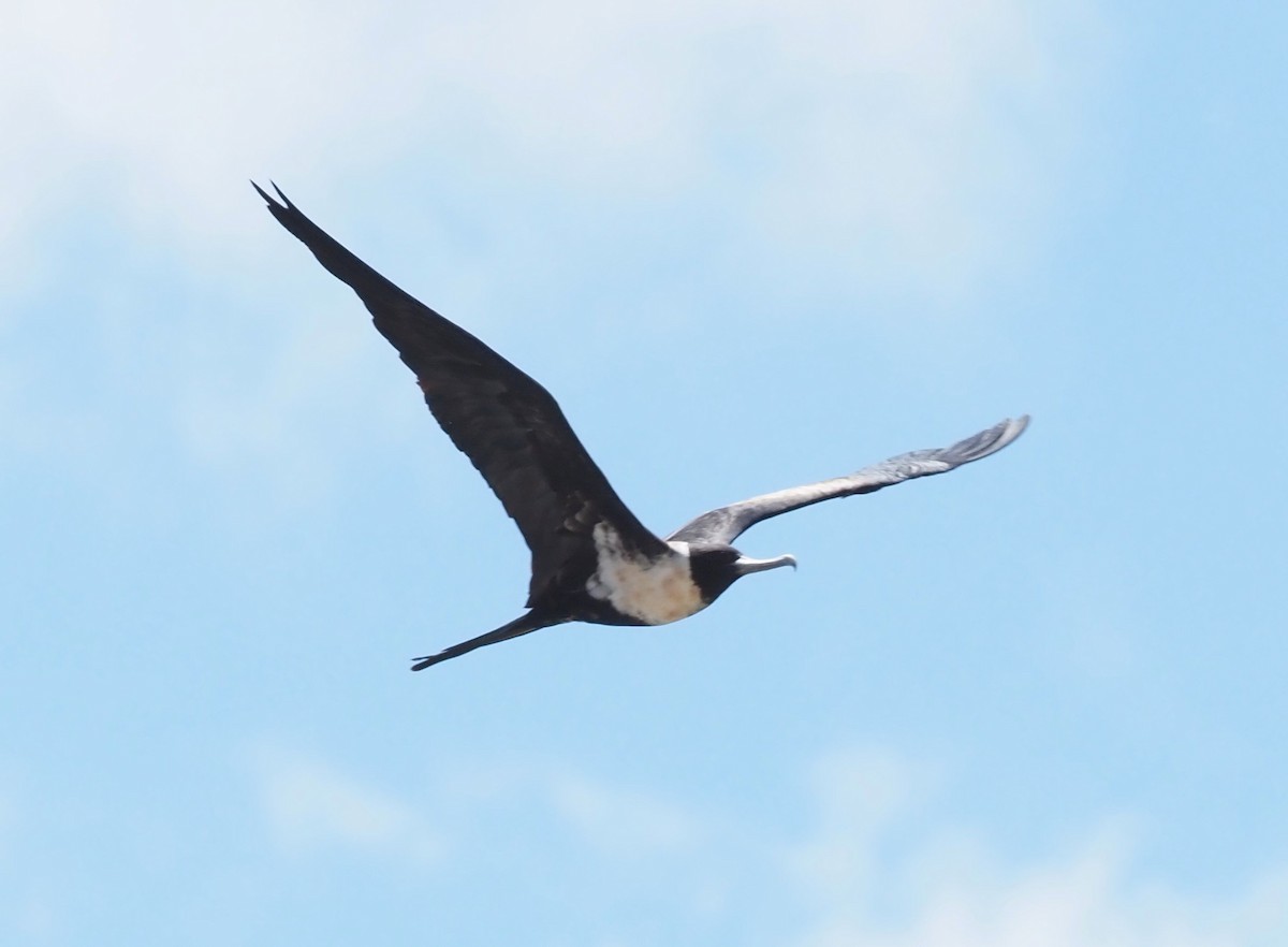 Lesser Frigatebird - ML611774666