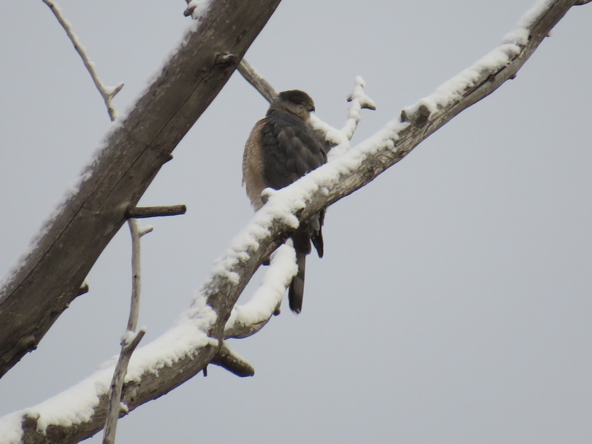 Cooper's Hawk - ML611774688