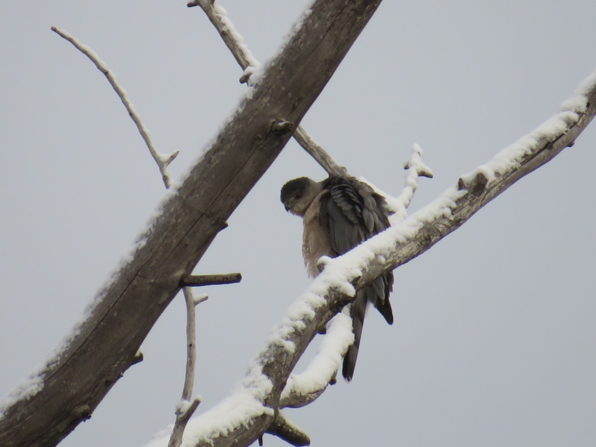 Cooper's Hawk - ML611774690