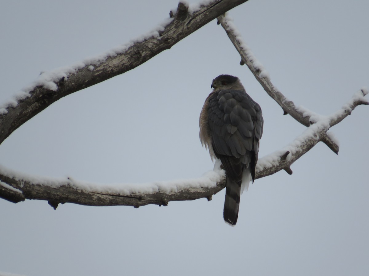 Cooper's Hawk - ML611774691