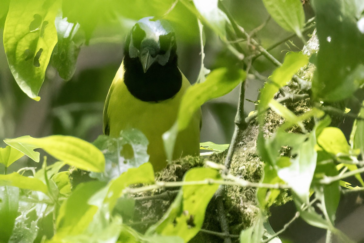 Green Jay - ML611774734