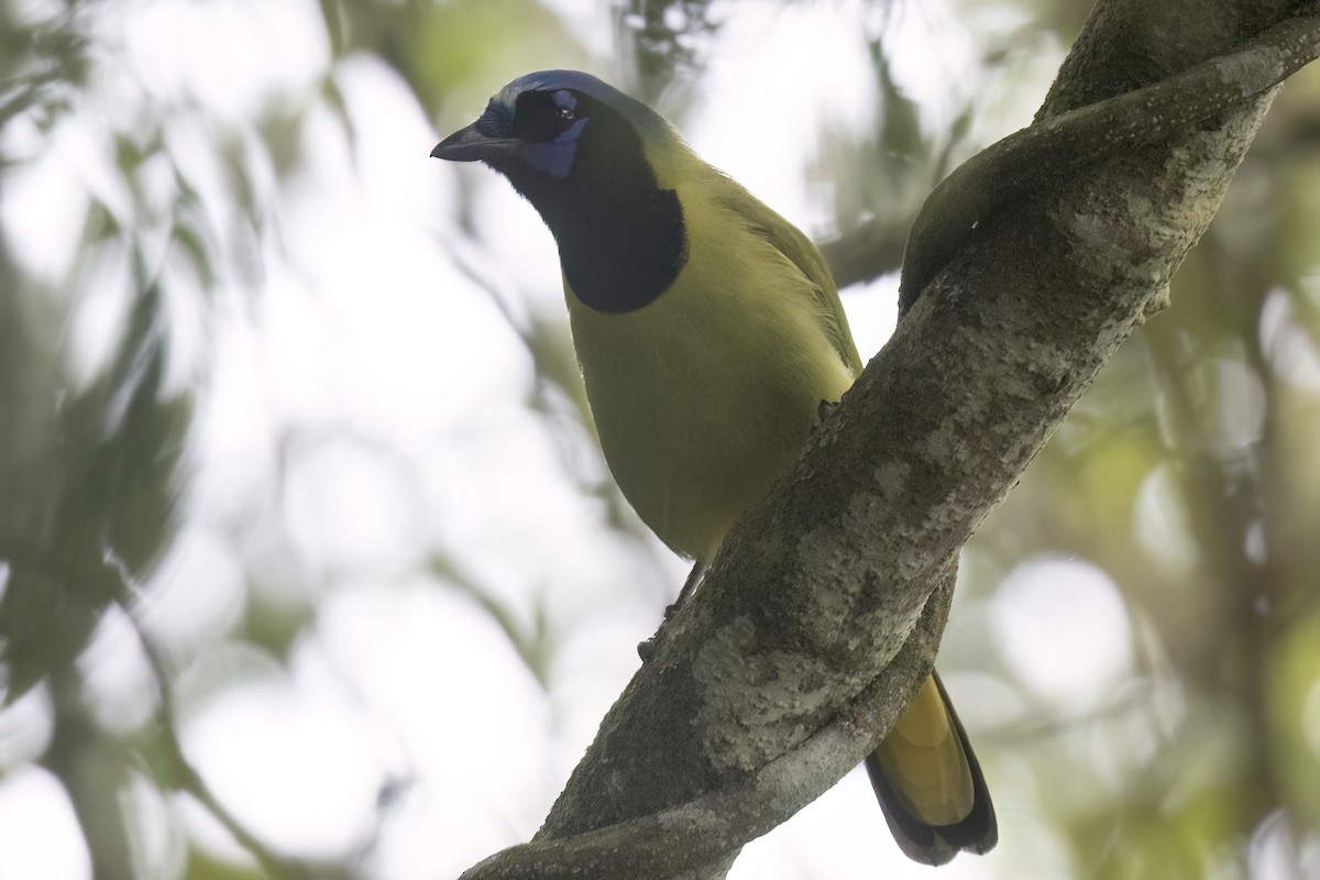 Green Jay - Ted Keyel