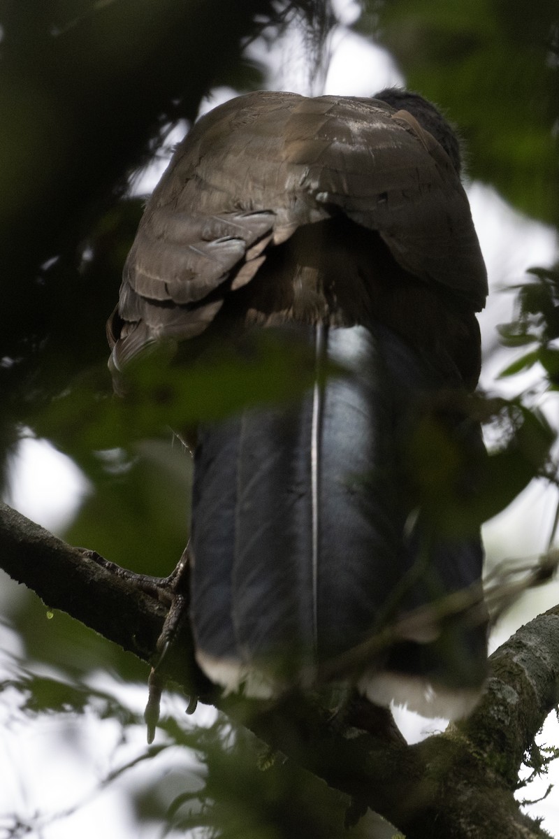 Plain Chachalaca - ML611774745