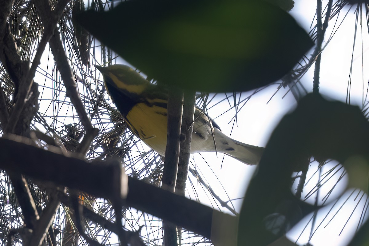 Townsend's Warbler - ML611774752