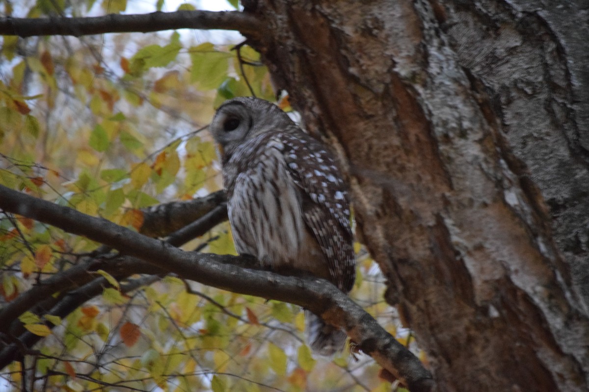 Barred Owl - ML611774809