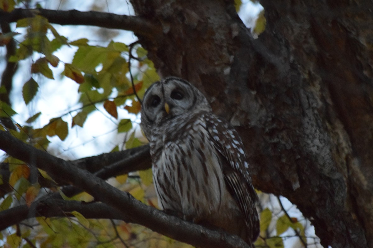 Barred Owl - ML611774814