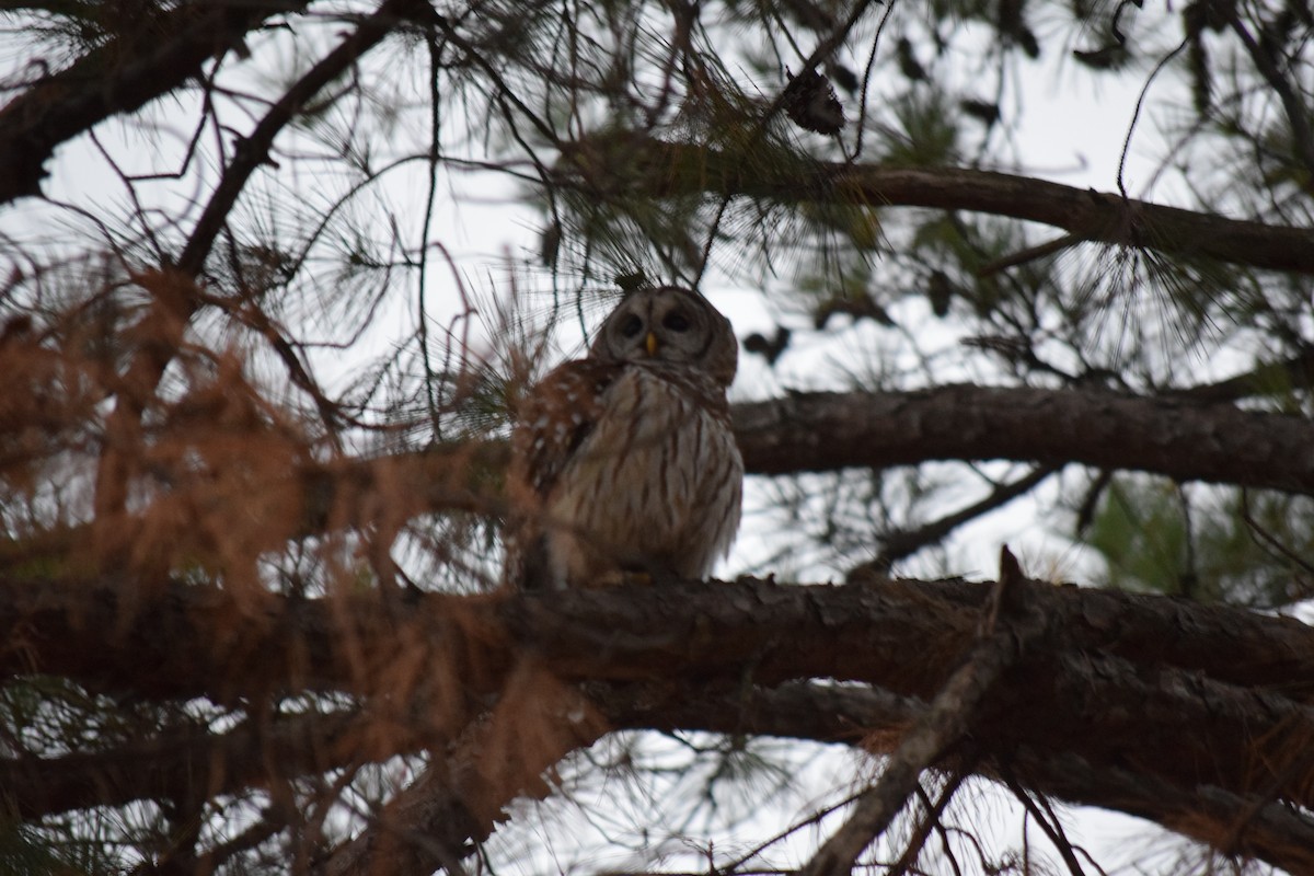 Barred Owl - ML611774818