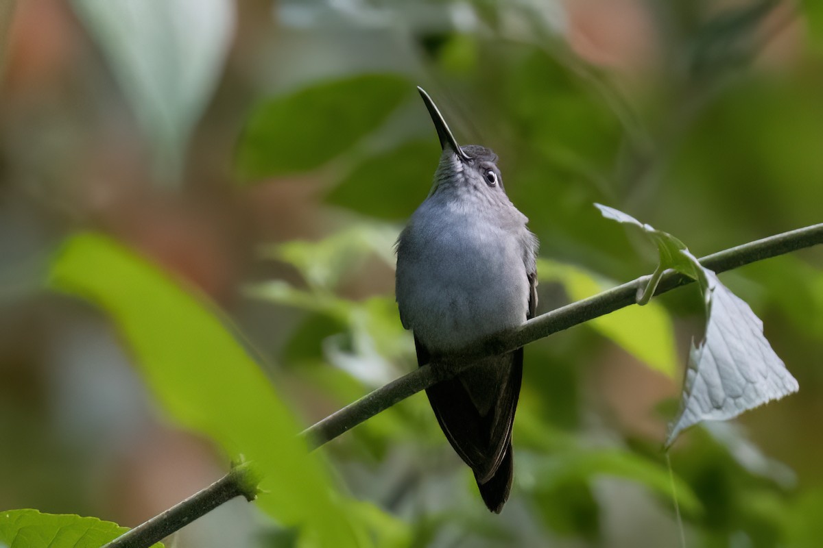 Blaukron-Degenflügel - ML611774828