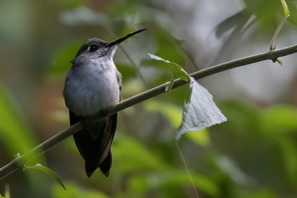 Wedge-tailed Sabrewing - Ted Keyel