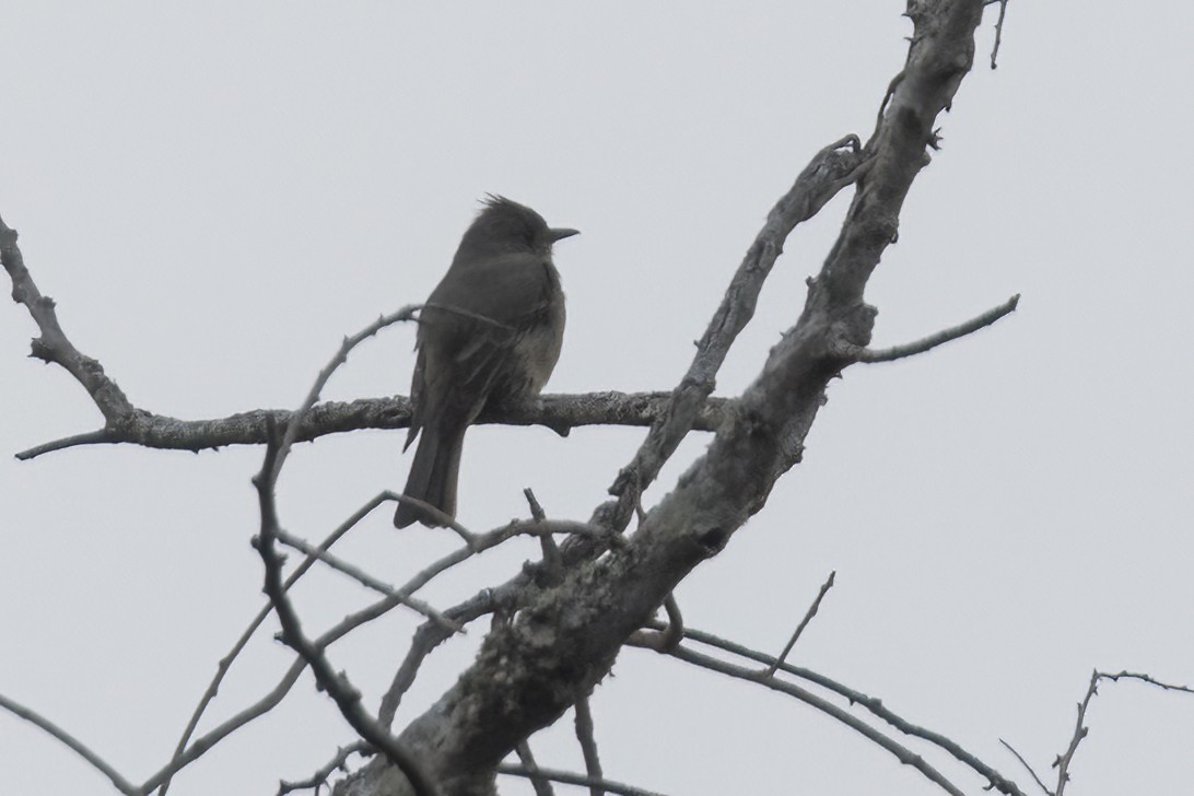 Greater Pewee - ML611774863
