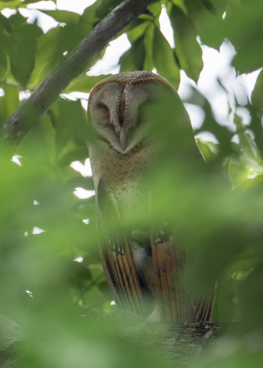 Barn Owl - Chien N Lee