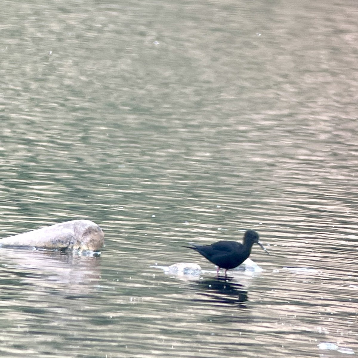 Black Stilt - ML611774961